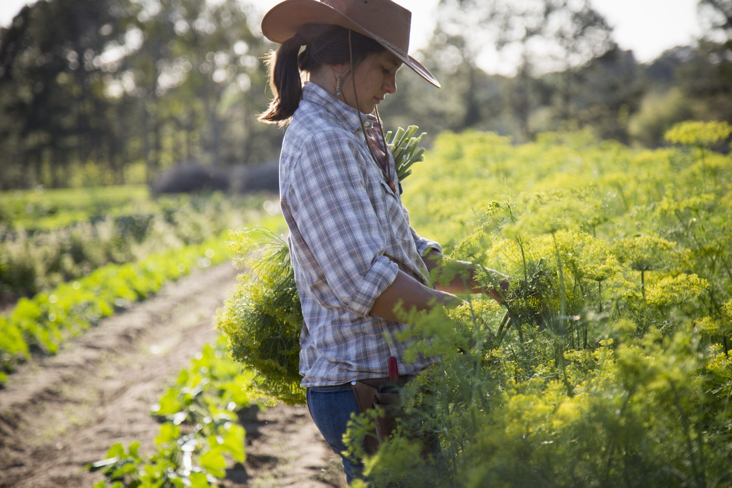 Young woman picking flowering dill (Anethum graveolens) in a flower farm field