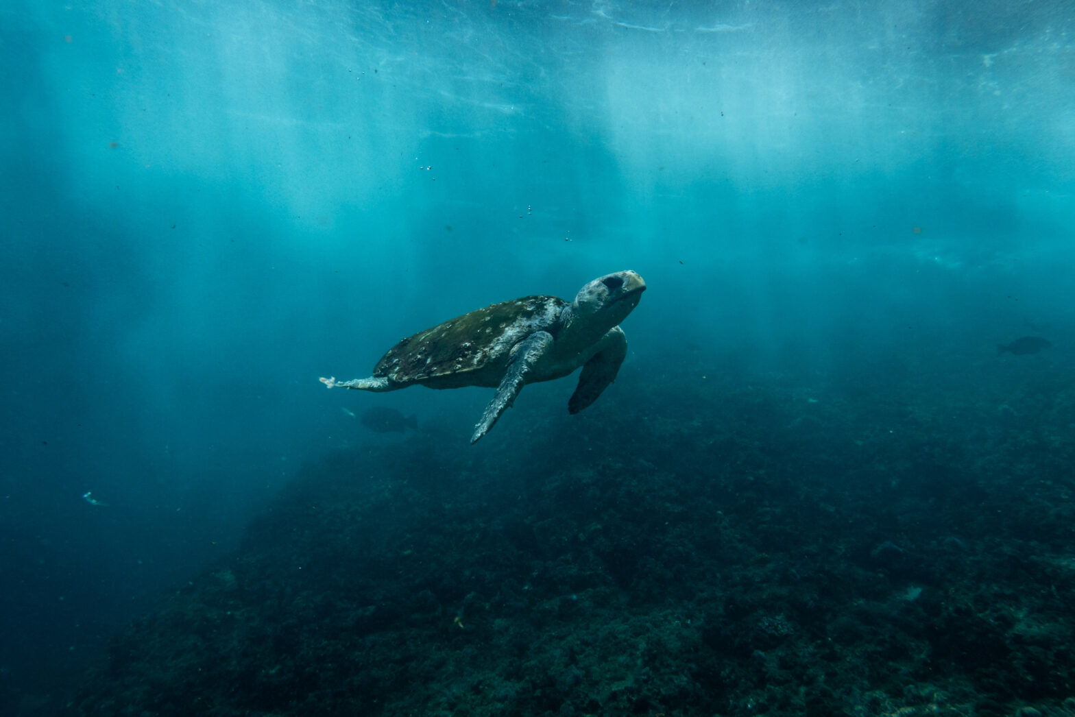 A sea turtle swims gracefully underwater, surrounded by blue hues and soft light filtering through the surface.